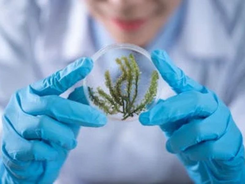 agropecuária,A imagem mostra uma pessoa utilizando luvas cirúrgicas azuis e segurando cuidadosamente uma placa de Petri. Dentro da placa, há um exemplar de alga verde, possivelmente sendo analisada em um ambiente laboratorial. O foco da imagem está nas mãos e no material biológico, enquanto o rosto da pessoa aparece parcialmente desfocado, com um leve sorriso. O ambiente transmite uma atmosfera de ciência, pesquisa e biotecnologia.